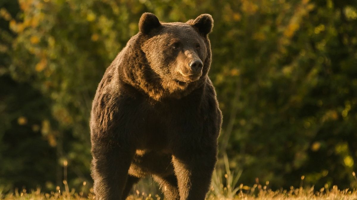 Princ Emanuel zastřelil našeho největšího medvěda, tvrdí rumunští ochranáři